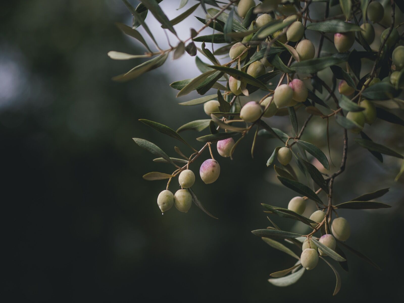 Rama de olivo cargada de aceitunas en penumbra