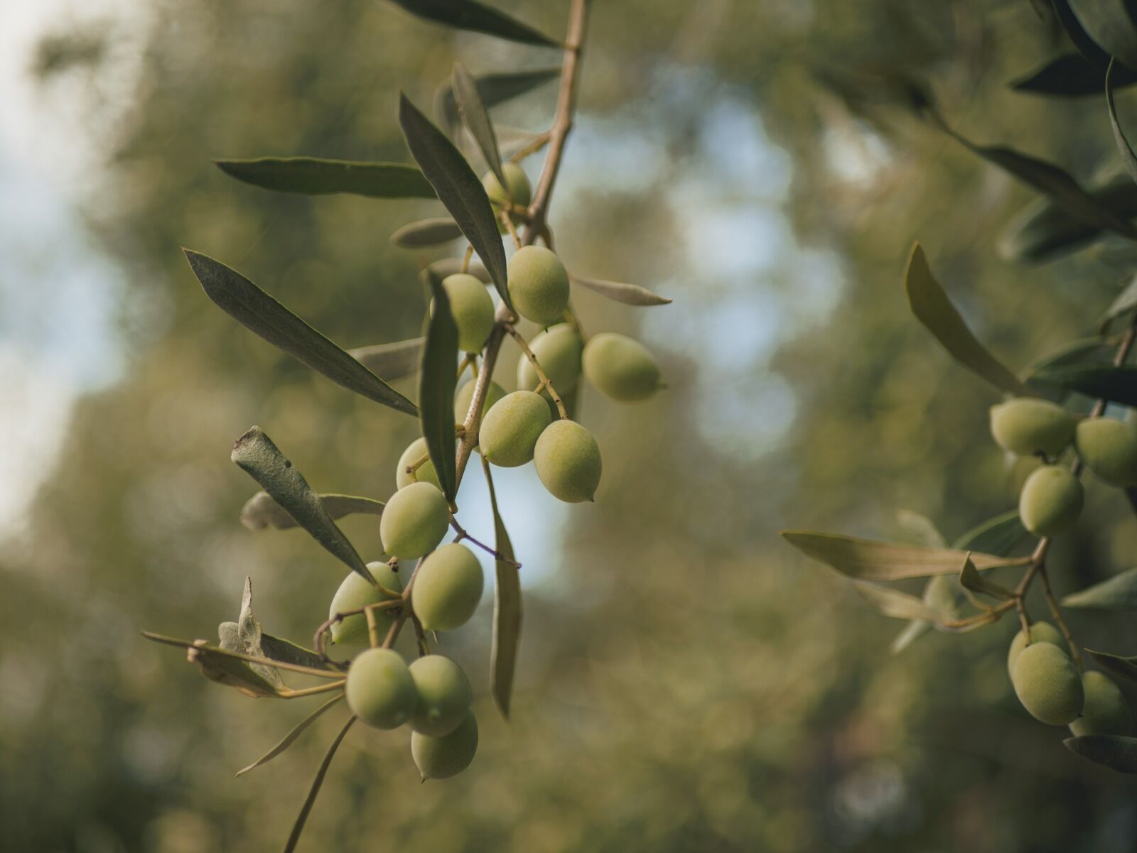 Aceitunas verdes en la rama, luz suave