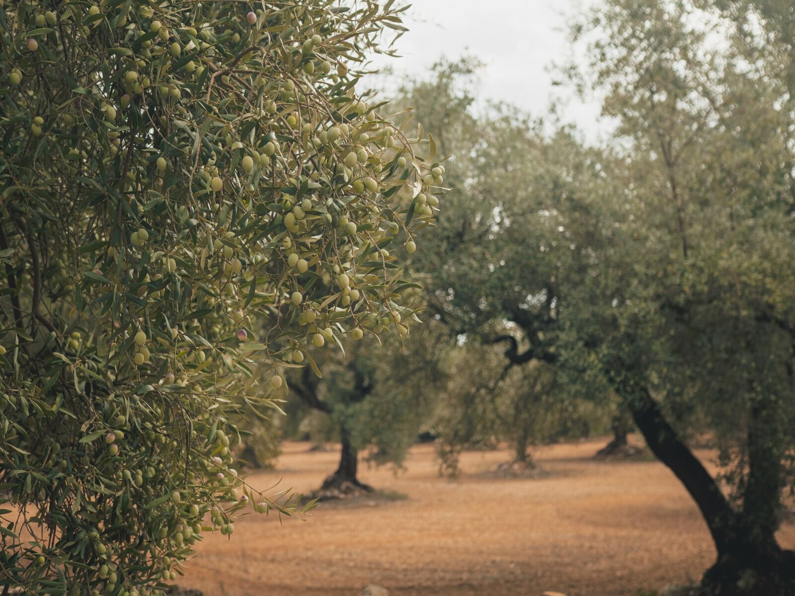 Olivos centenarios en el olivar